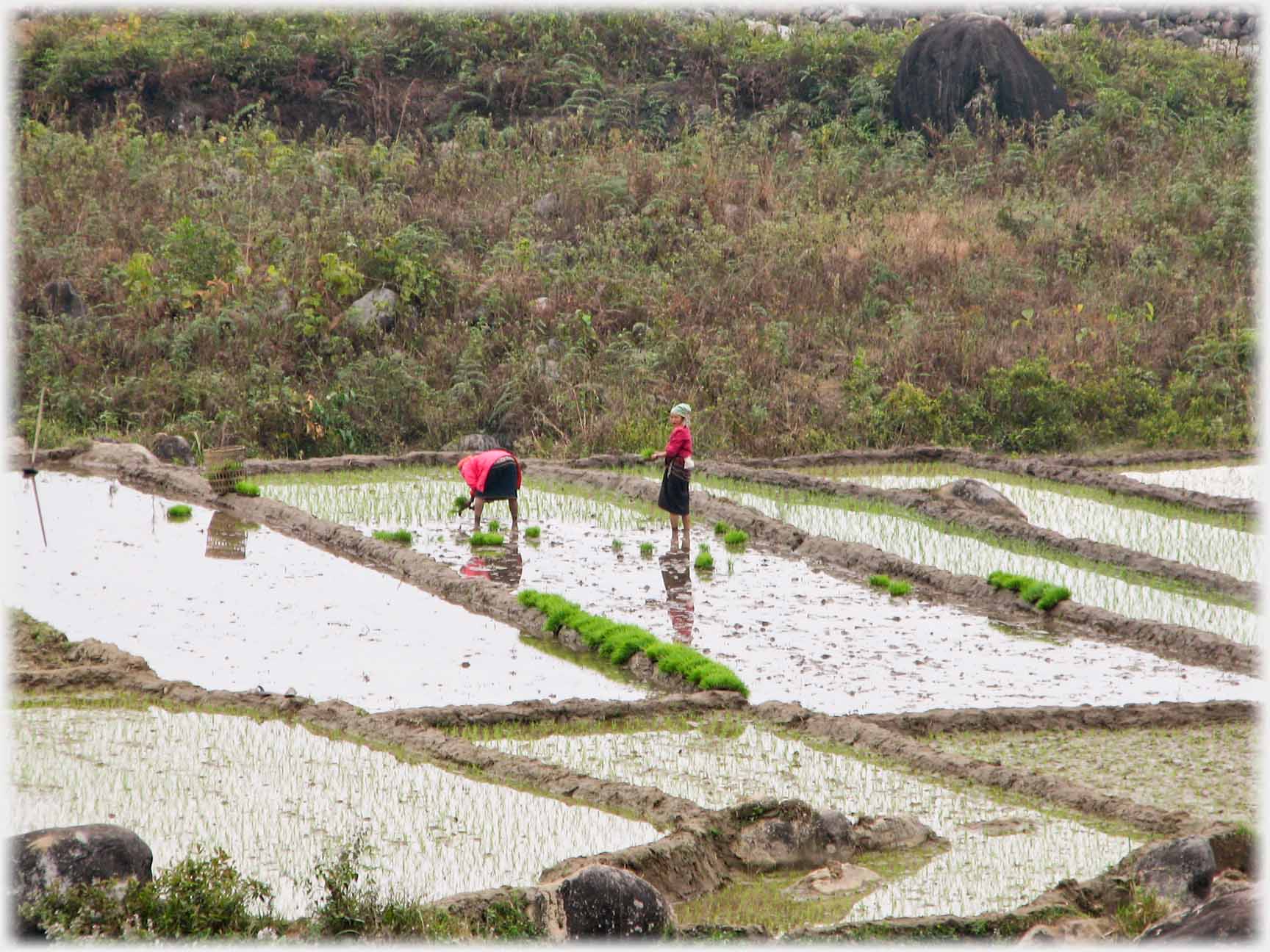 One woman bent planting, one standing up.