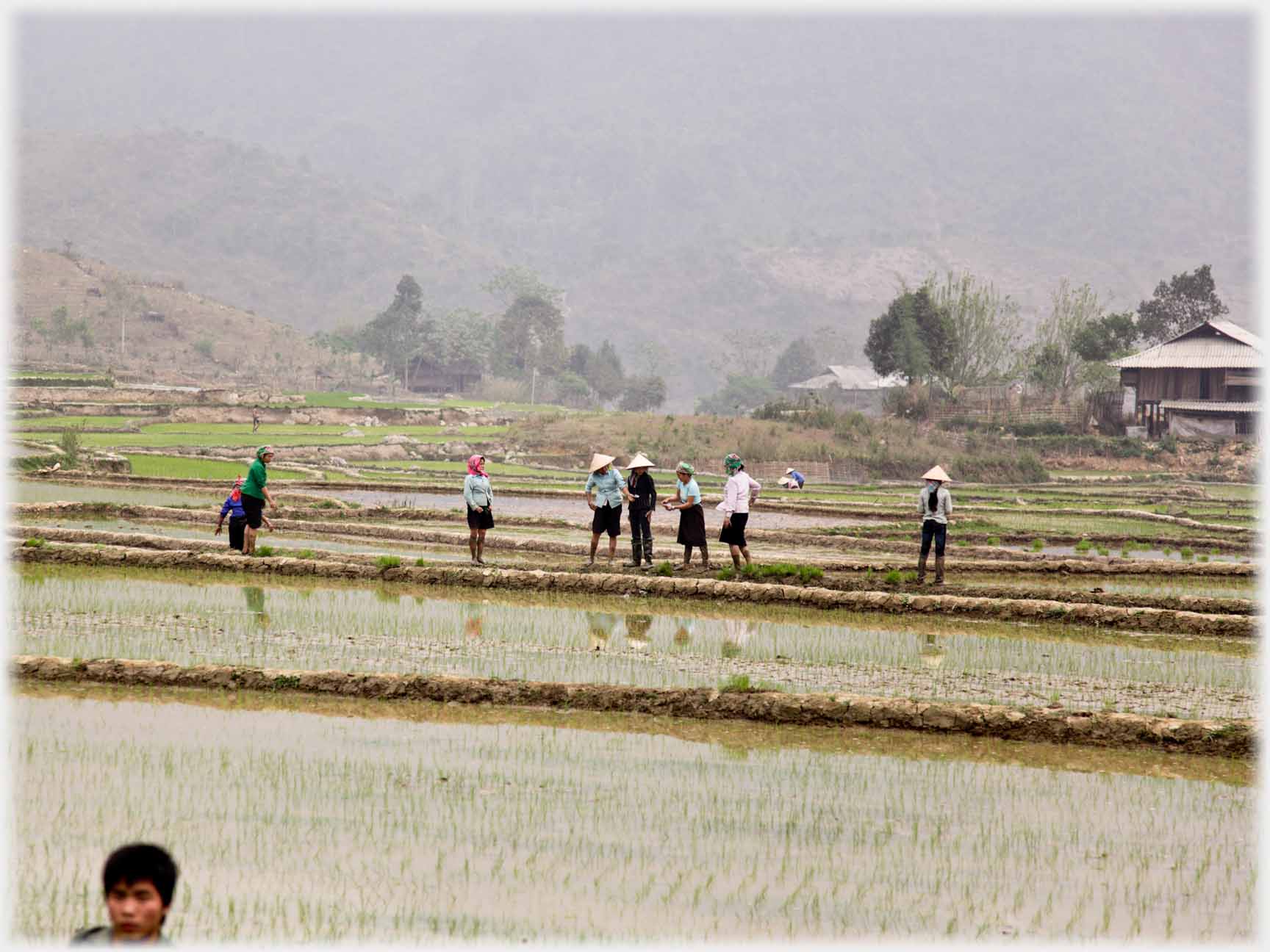 A line of eight or so women standing at a fields edge, house in background.