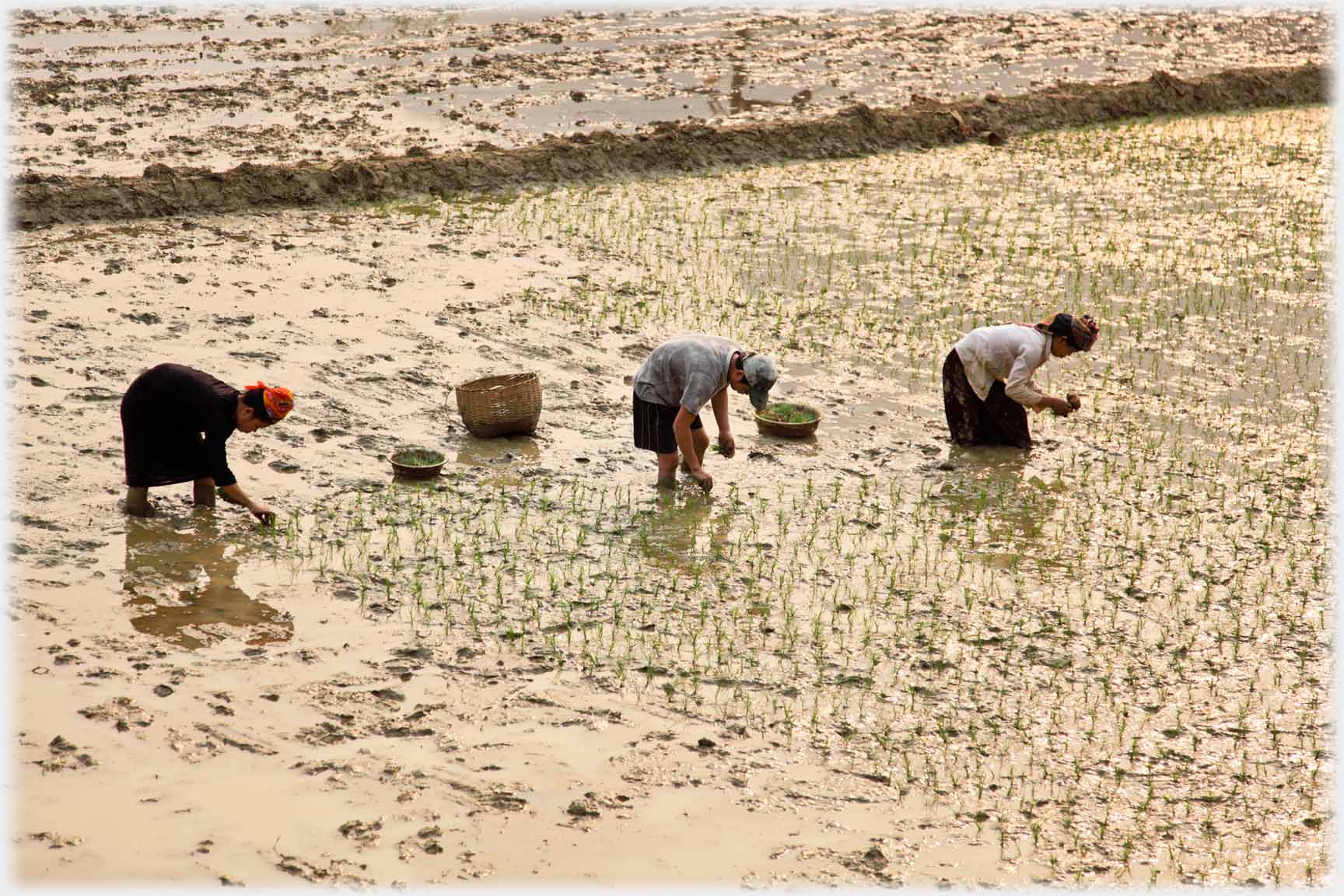 Two women and a man bent planting.