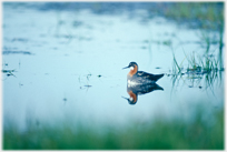 Small duck on pond.