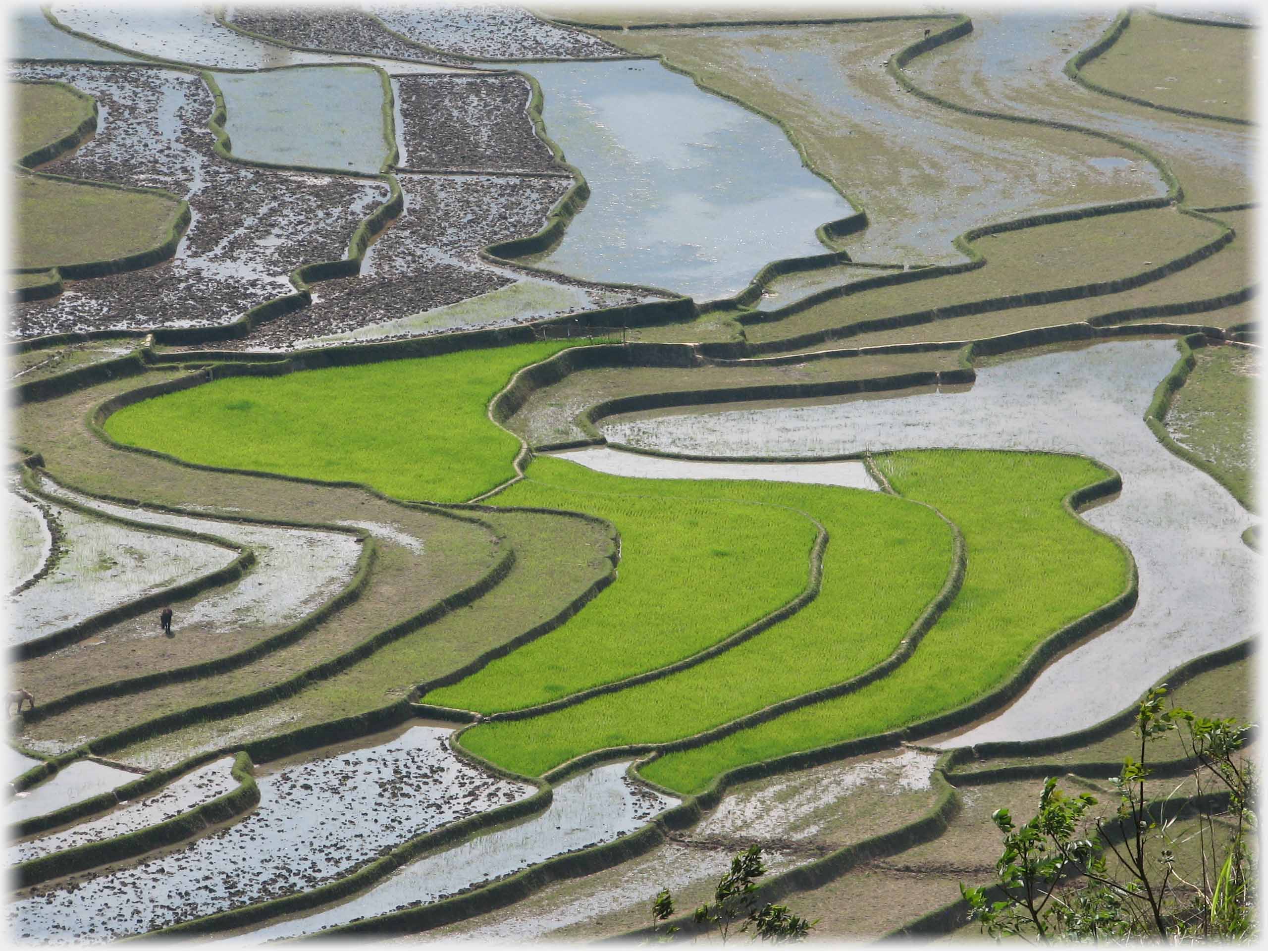 Four green fields among many brown ones.