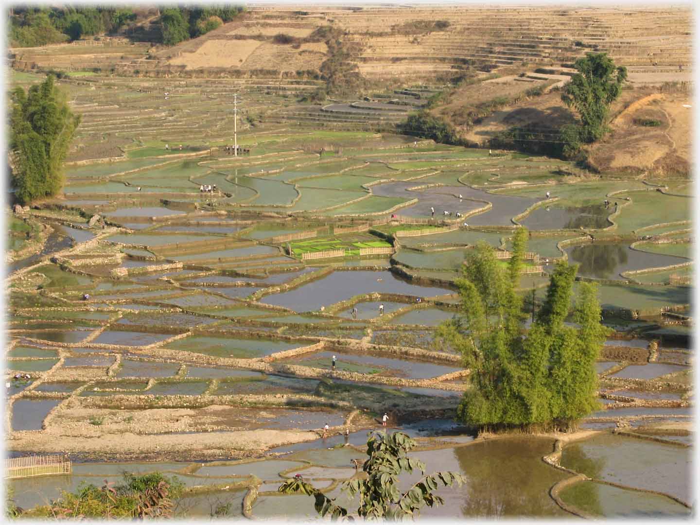 Numerous fields just beginning to show green, dotting of figures everywhere.