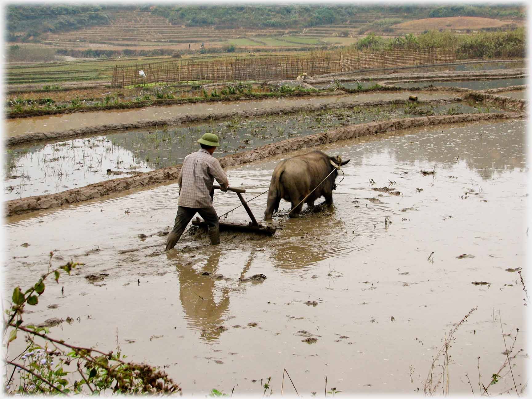 Man walking behind plough pulled by buffalo.