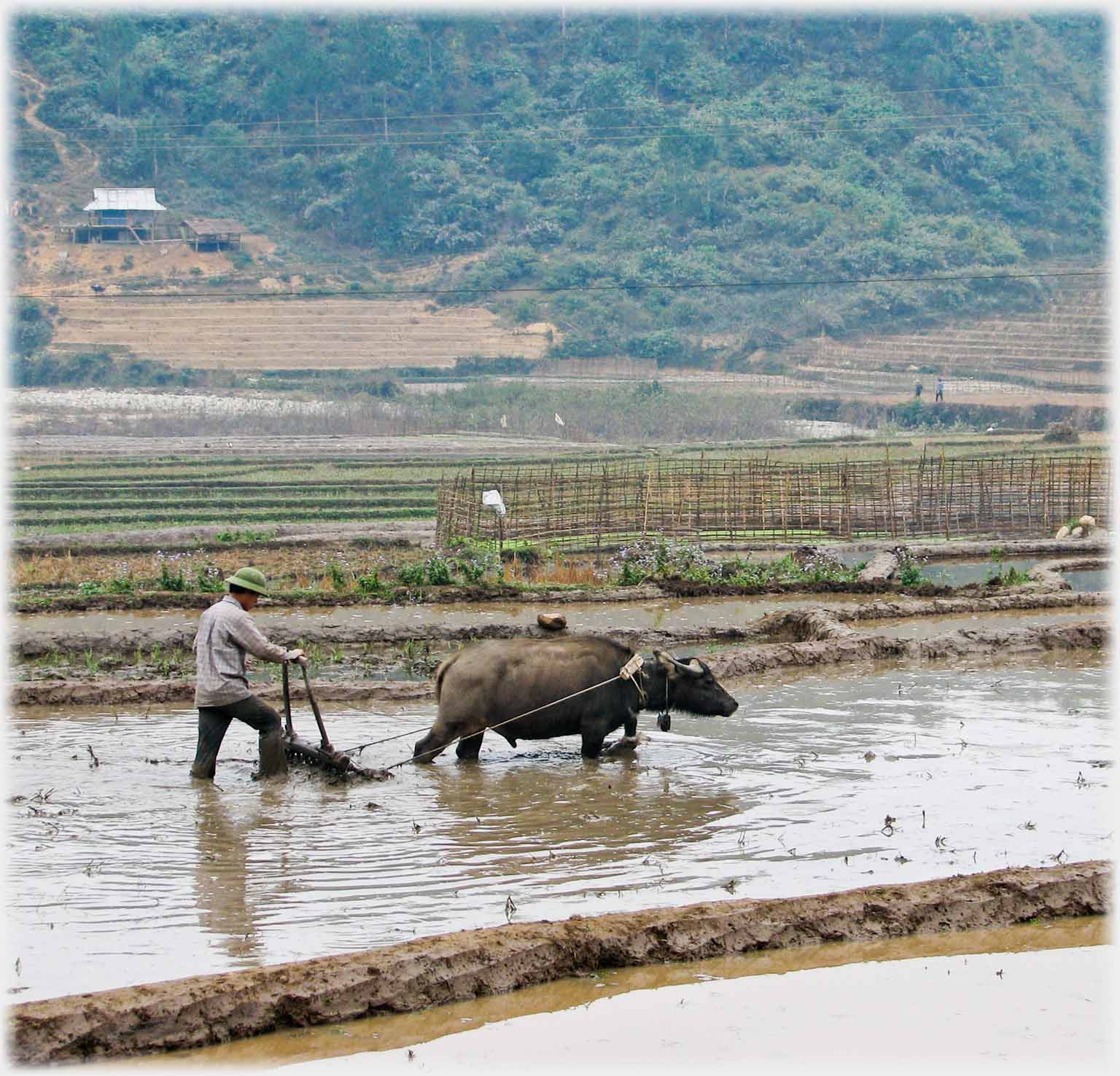 Buffalo pulling plough - part of sequence in film clip.