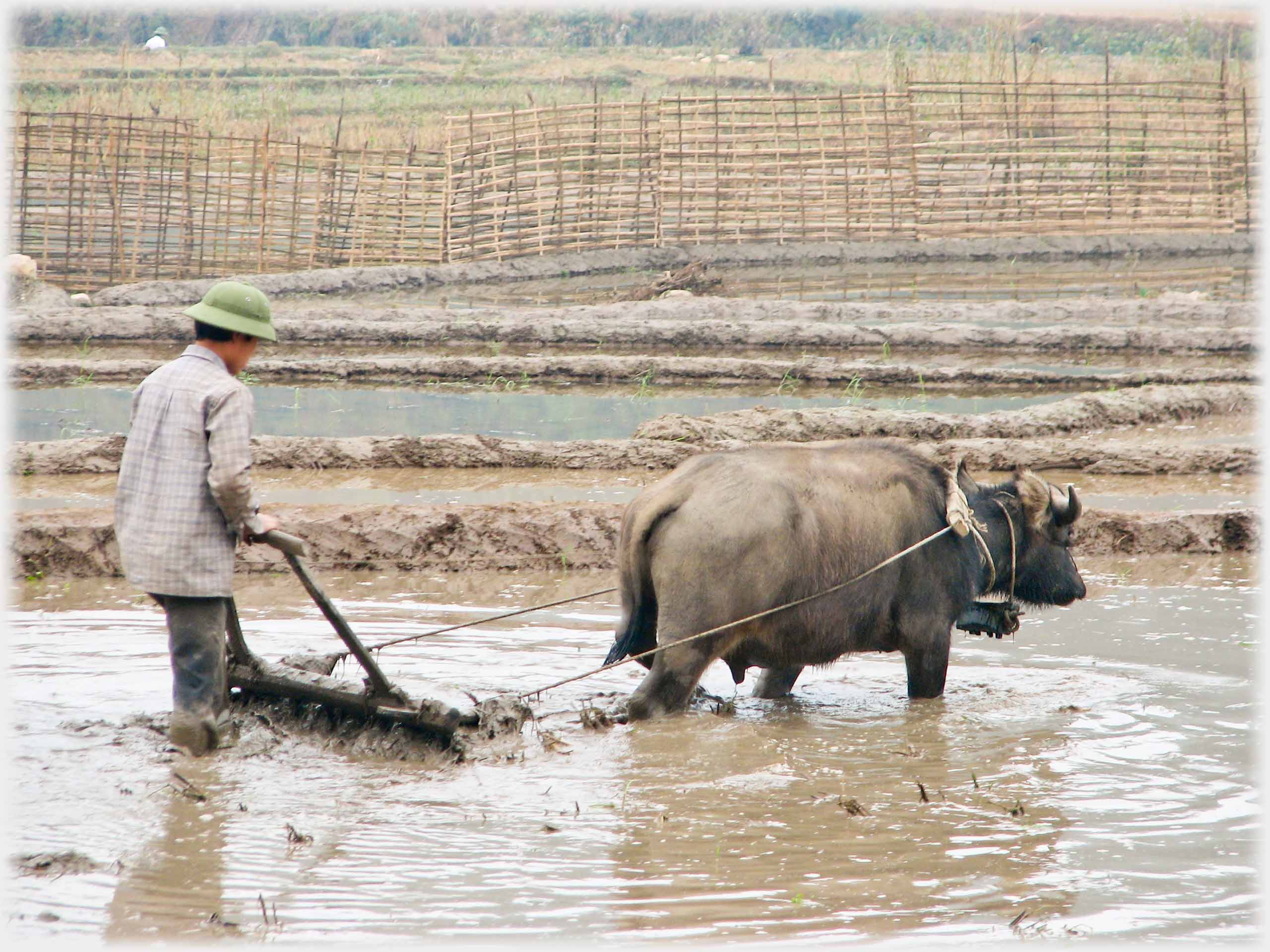 Close shot of man with buffalo plough, knee deep in water.