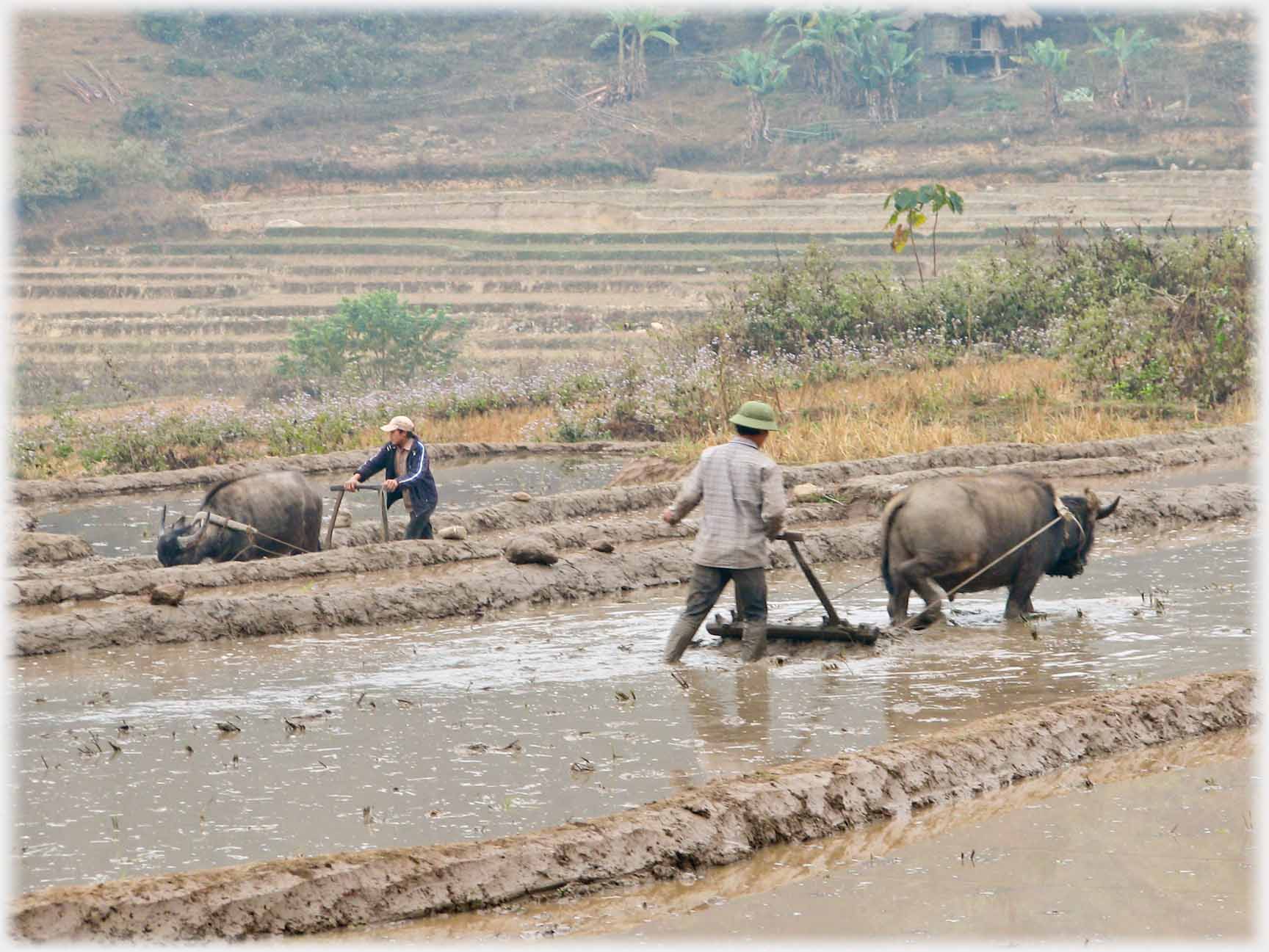 Two ploughmen with buffalo in neighbouring fields.