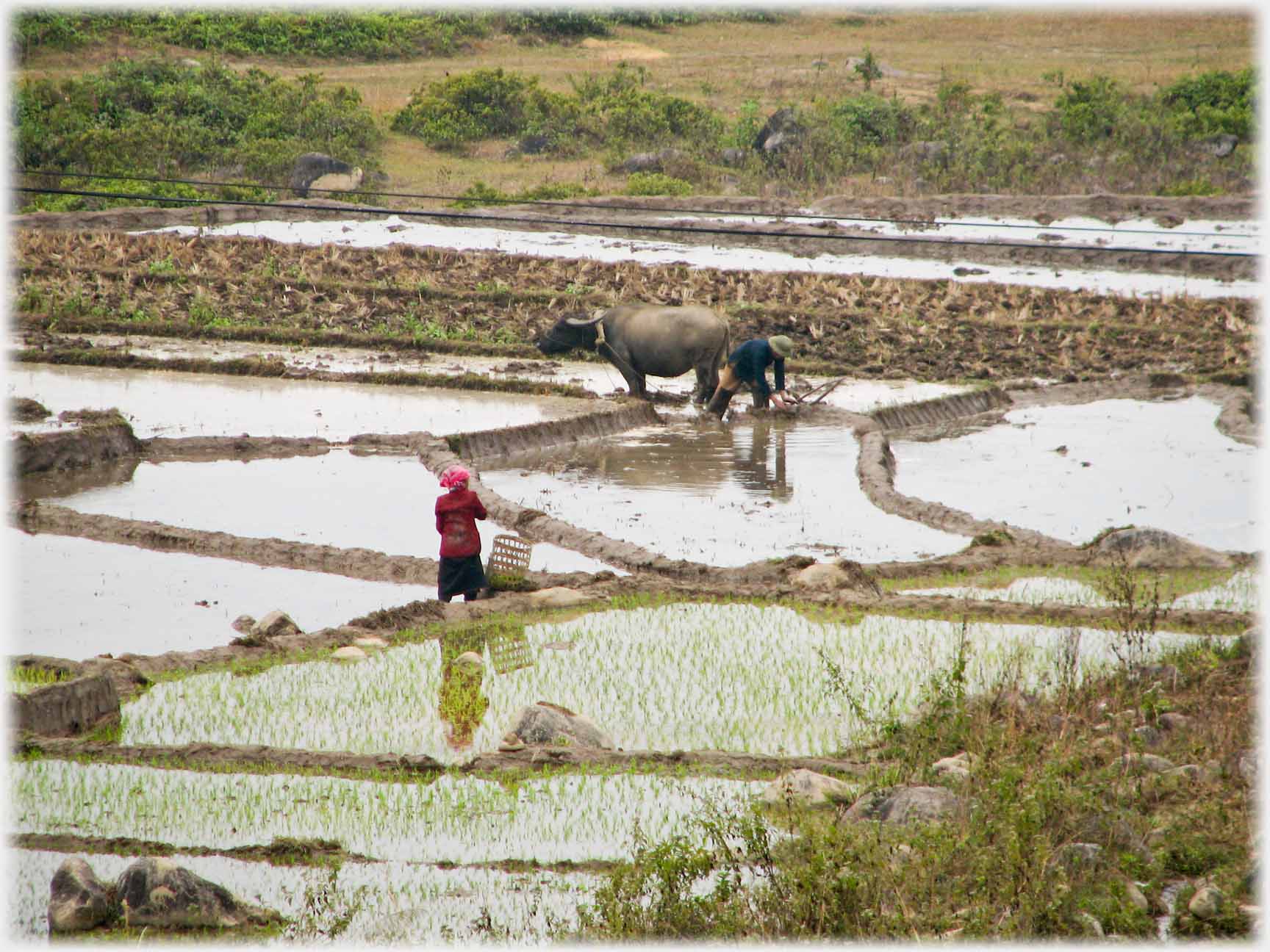 Woman by planted field, man with buffalo and plough.