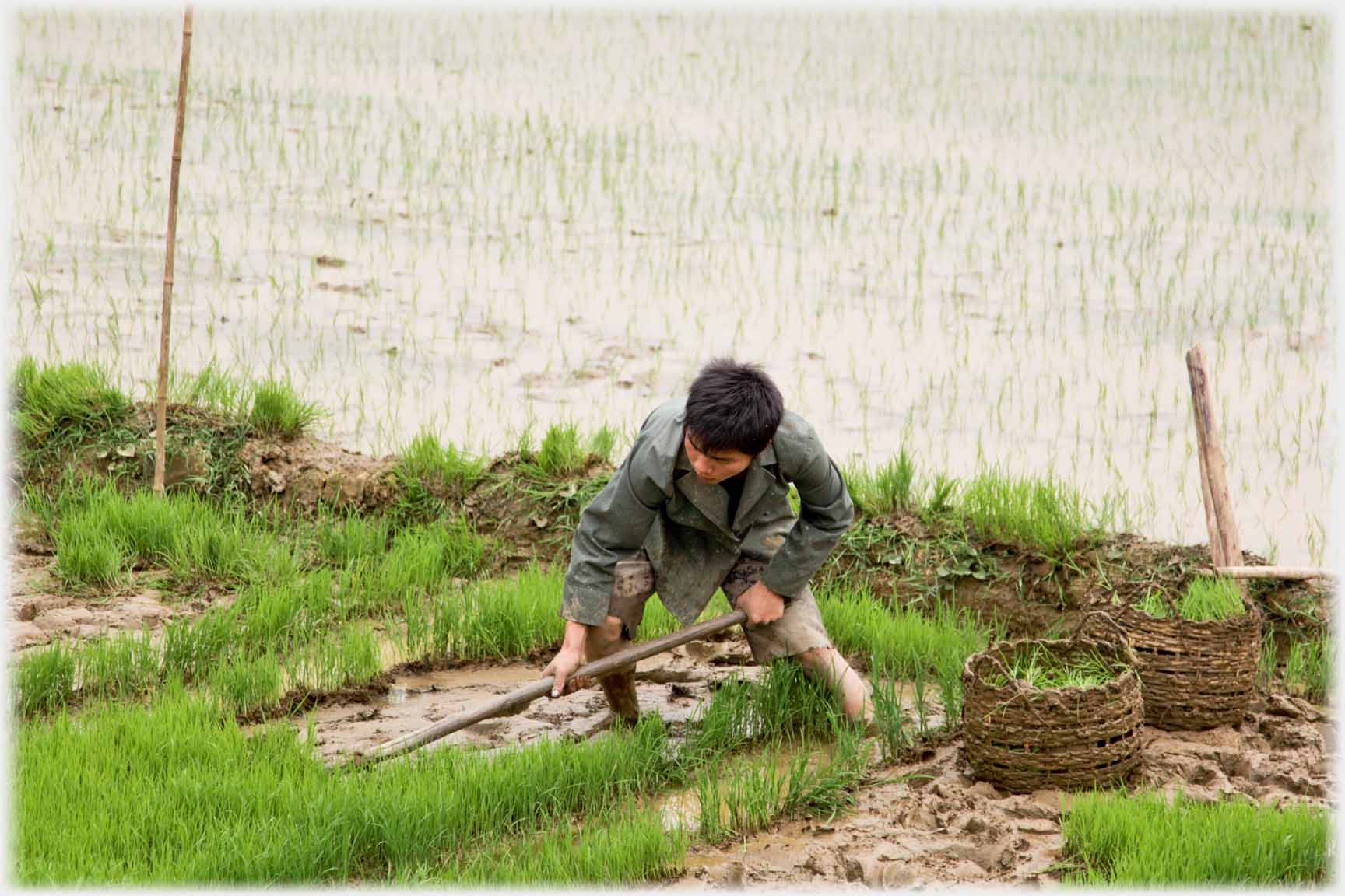 Man pushing shovel under bunch of paddy.