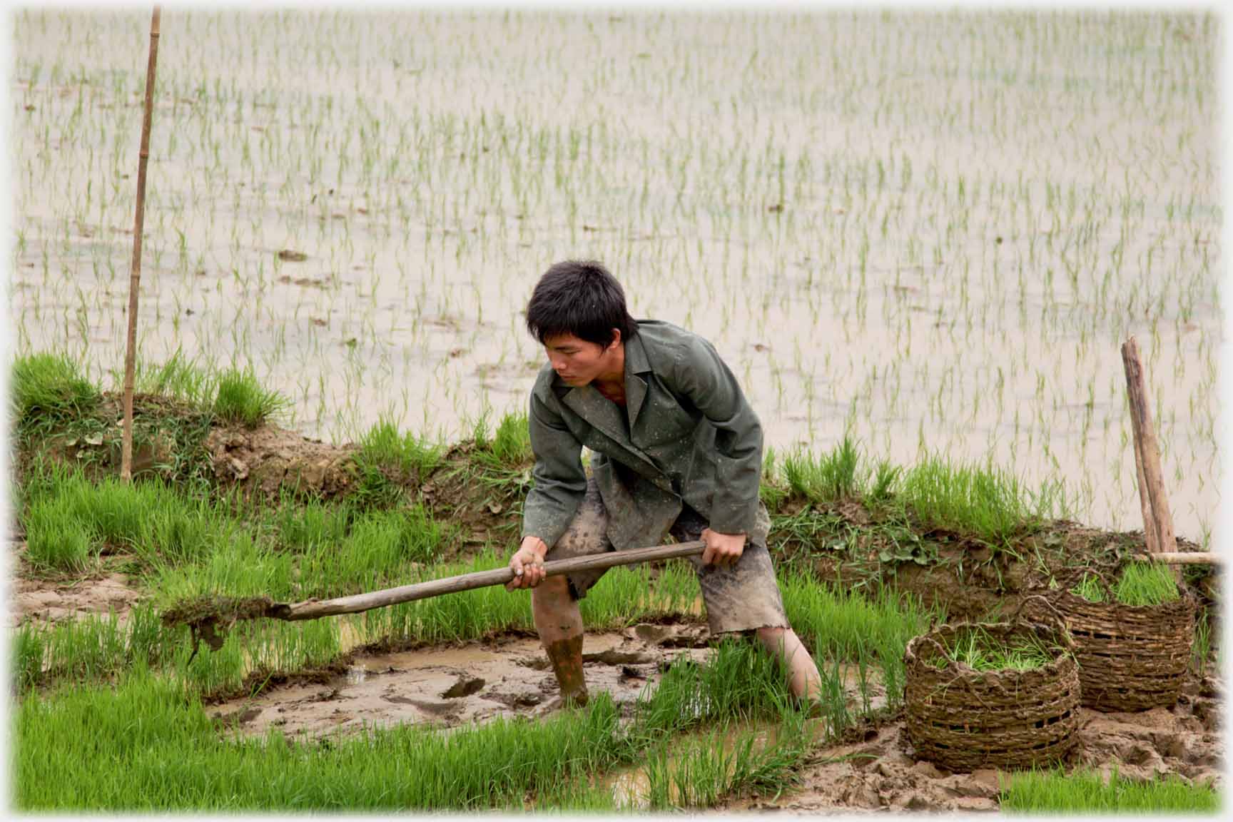 Man lifting shovel of paddy.