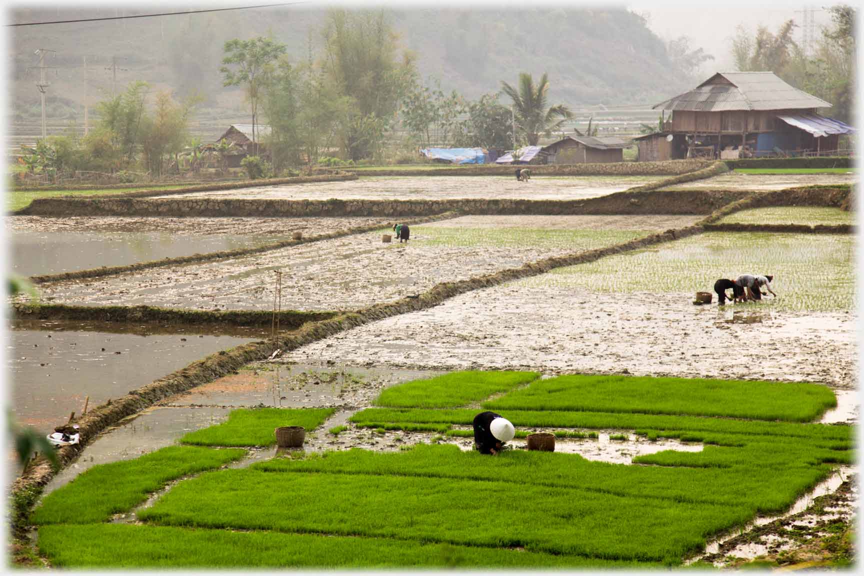 Near fields deep green with woman bending in them, other mud fields with women, house in background.
