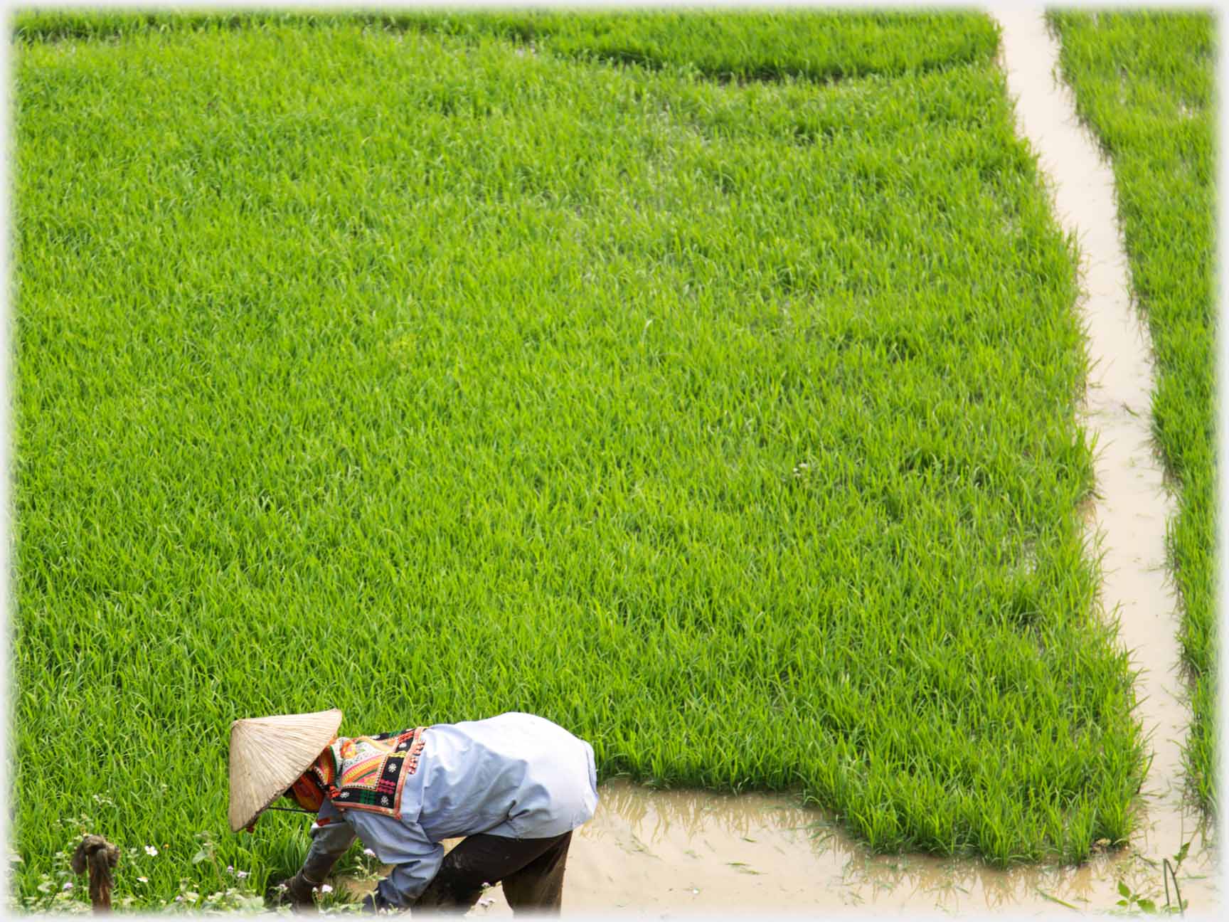 Woman bending at acute angle beside seedings.