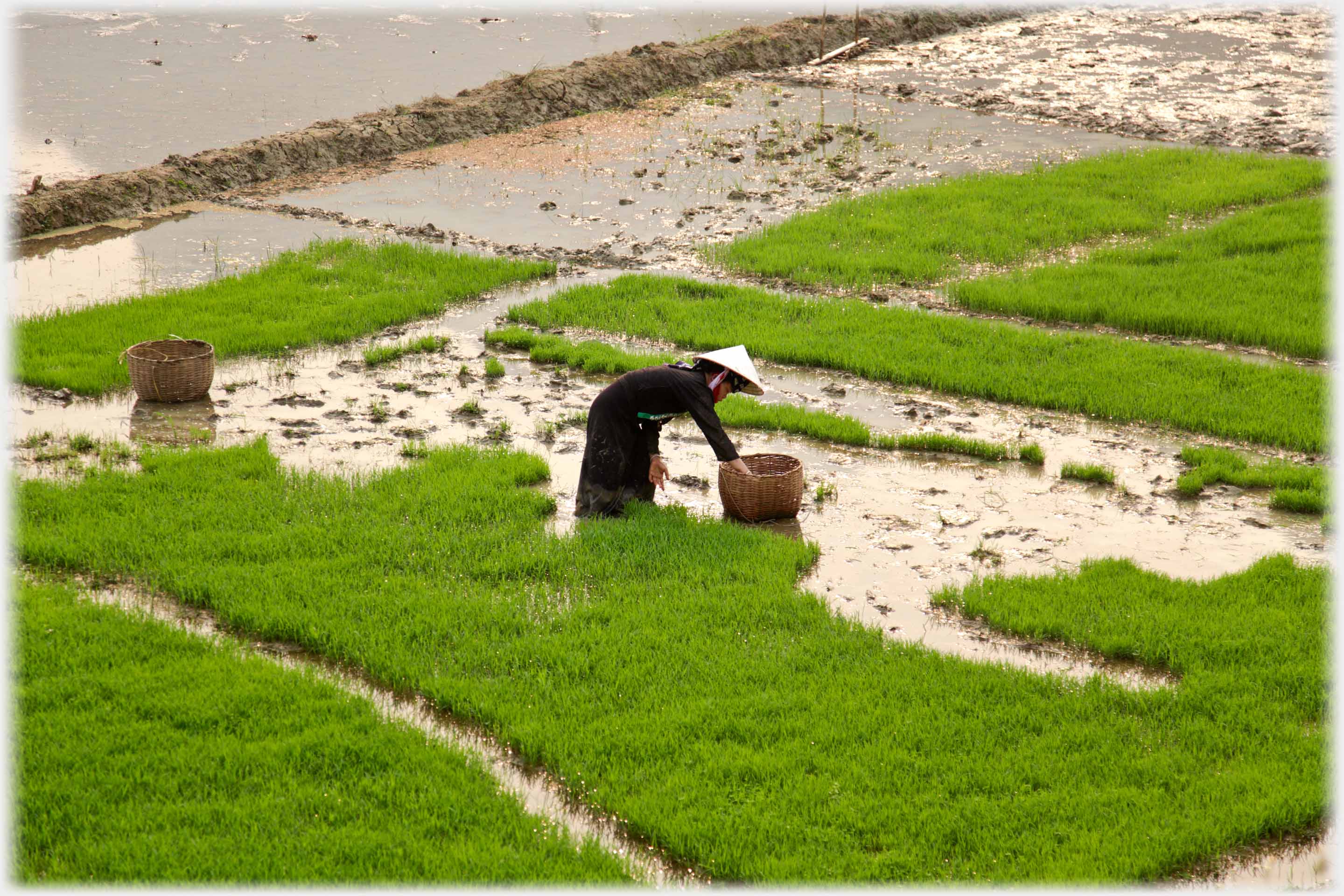 Woman placing seedlings in basket.