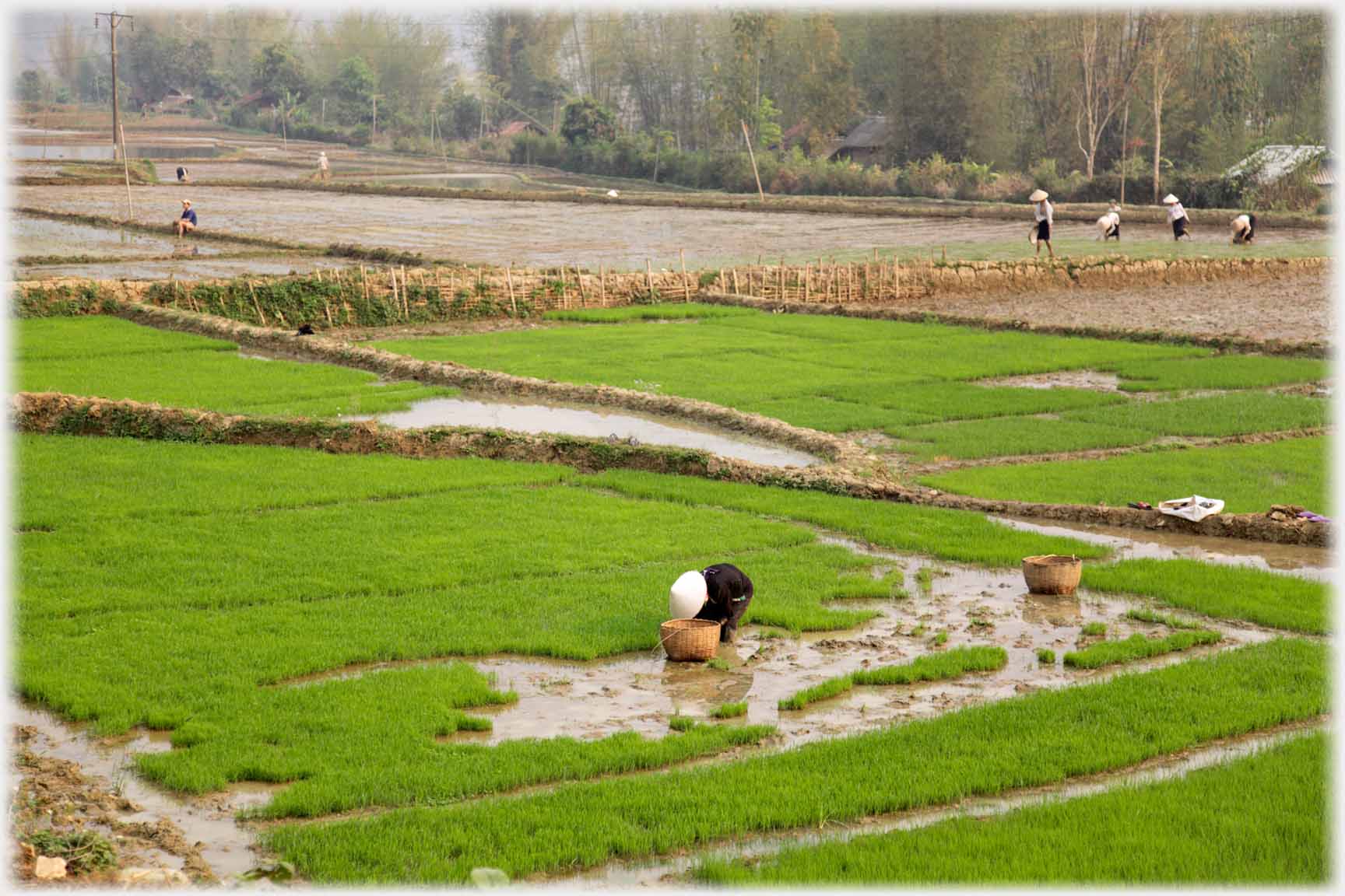 Woman in green fields bending over basket.