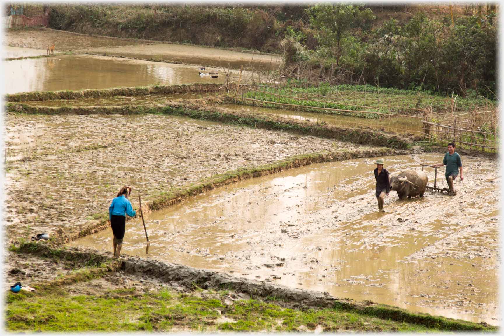 Men leading buffalo plough while woman watches.