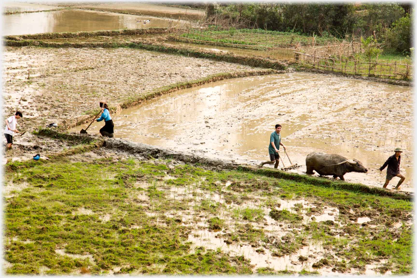 Buffalo being led away.