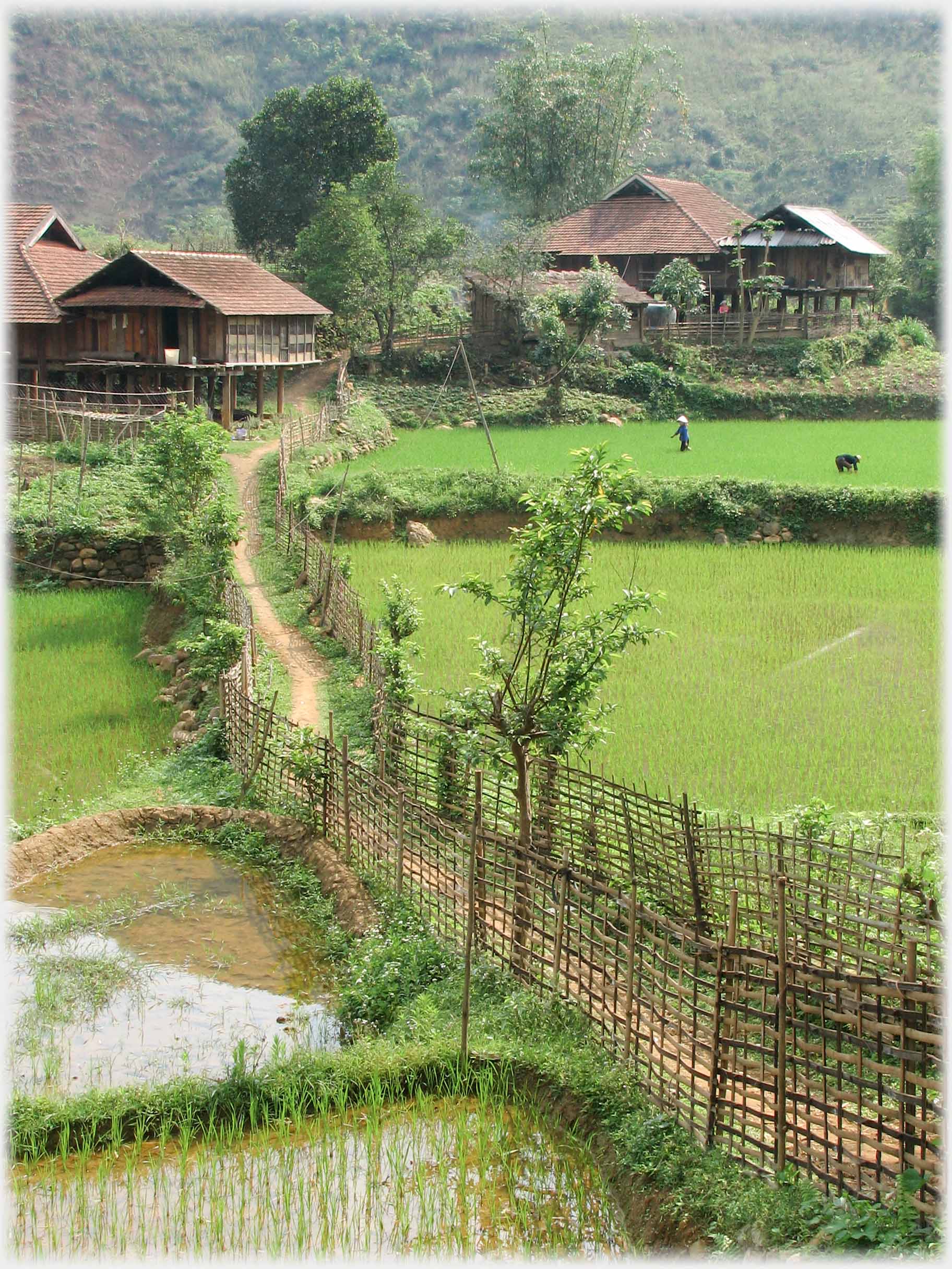 Path winding between fields with open wicker fences on both sides, leading towards large houses.