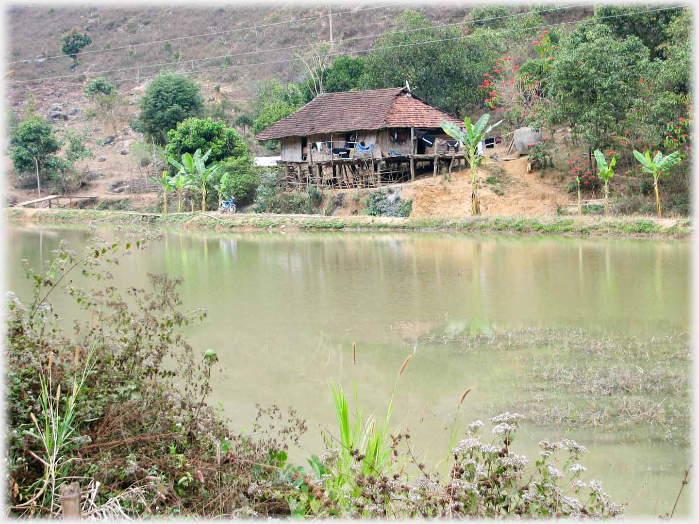 Stilt house seen across river with dotted banana trees.