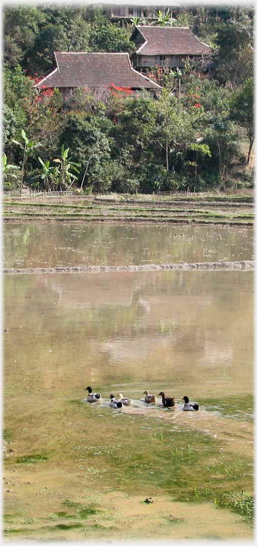 Flooded paddy fields  with ducks swimming - houses beyond.