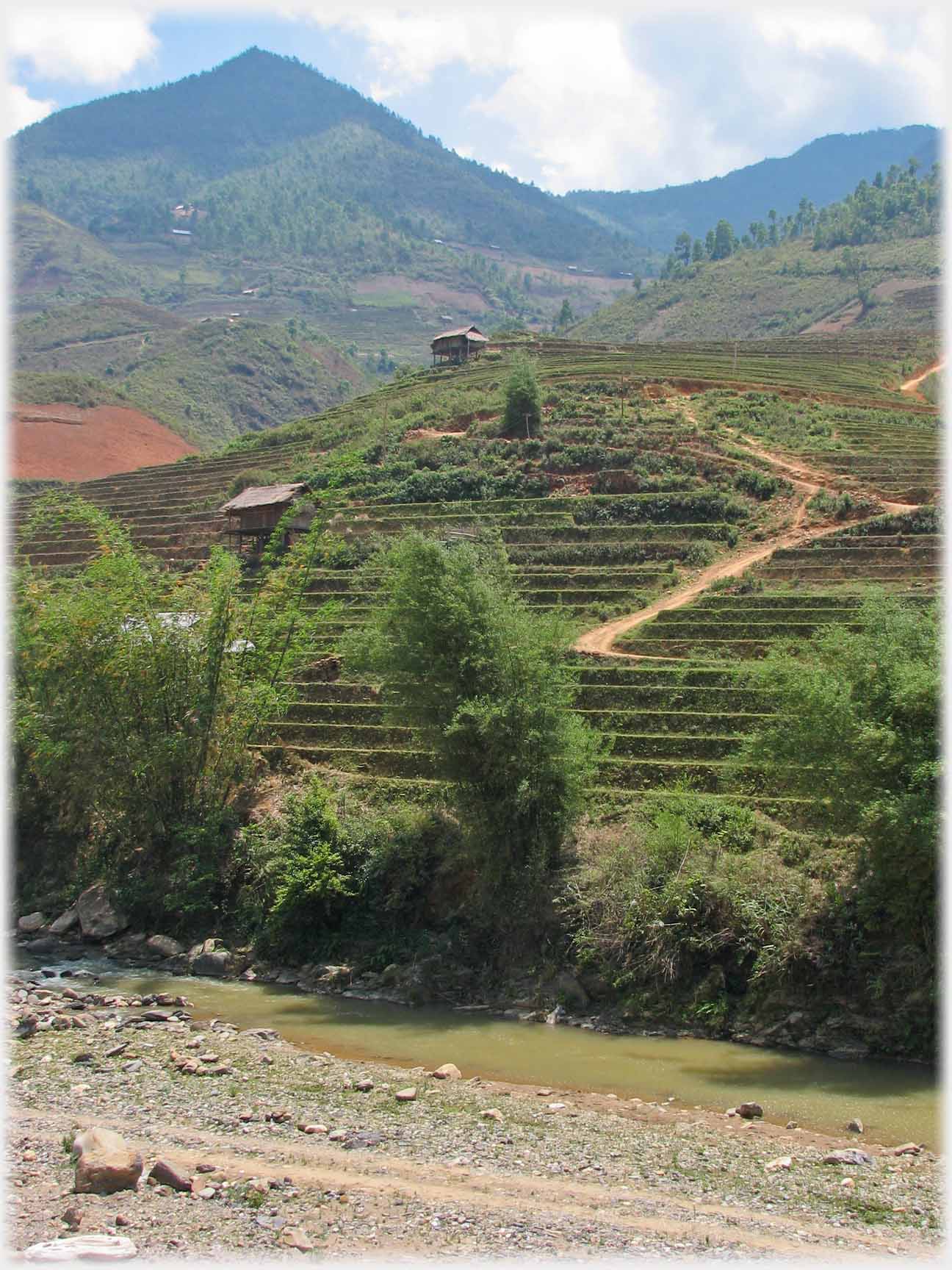 River bed with bamboos and terraces rising from it.