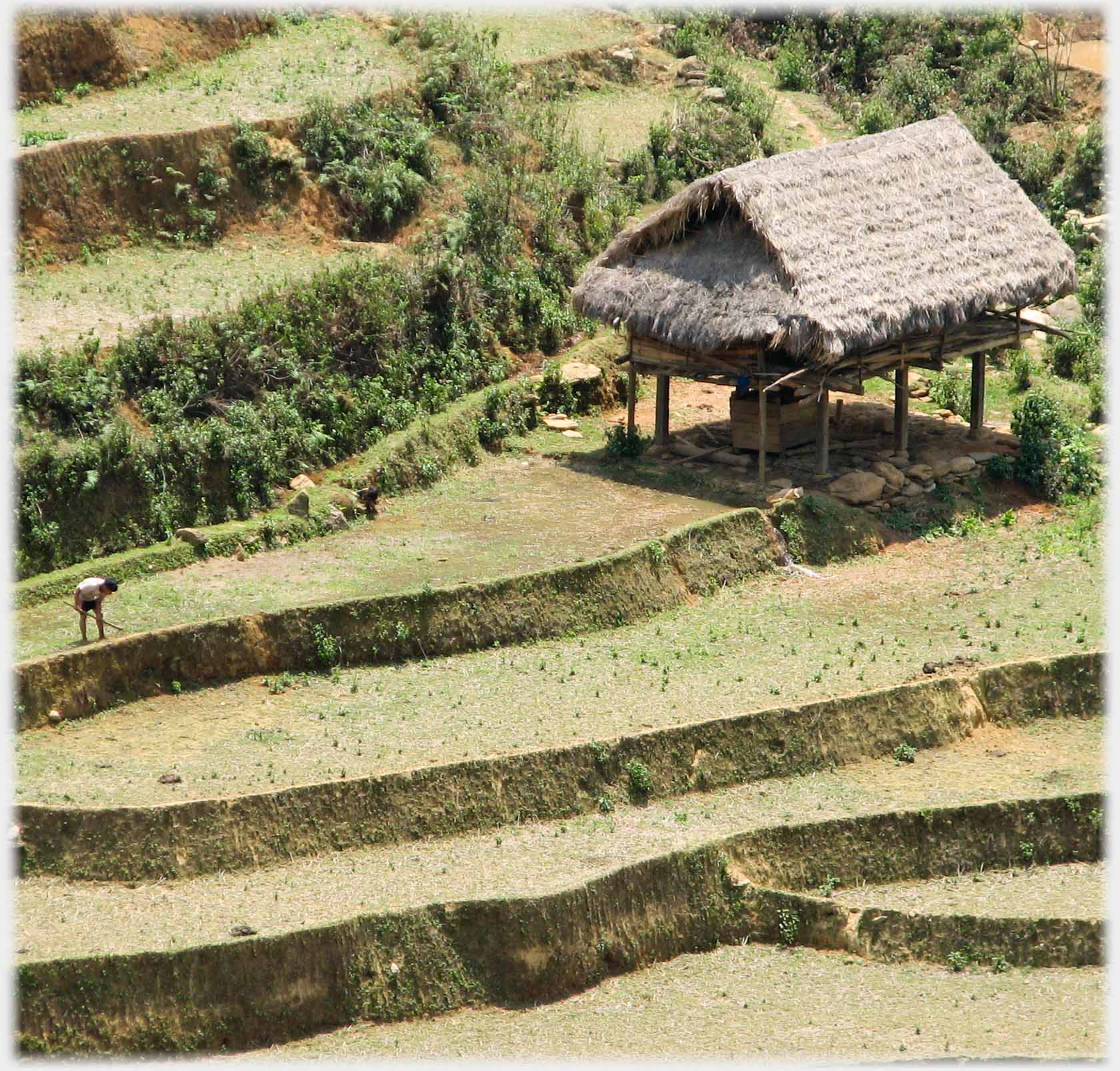 Stilted house on wider terrrace with man hoeing.