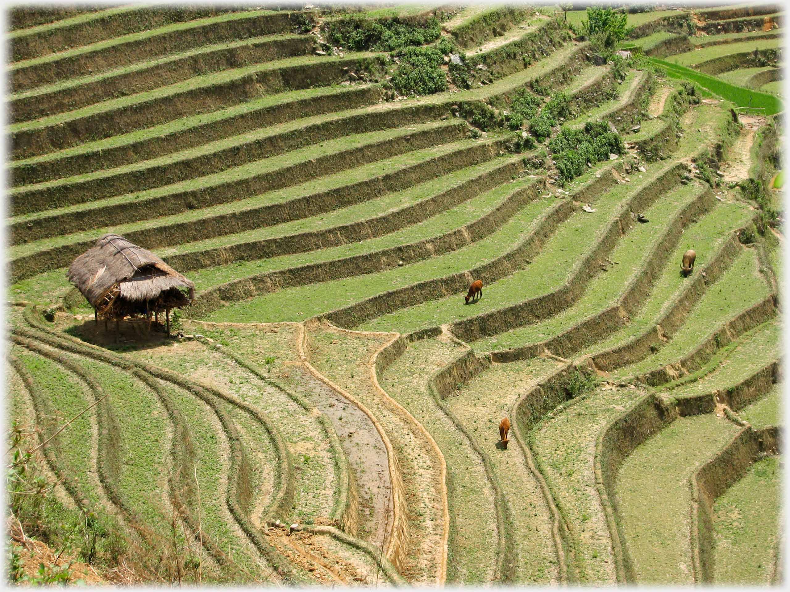 House with slightly wider terracing and crazing cattle.