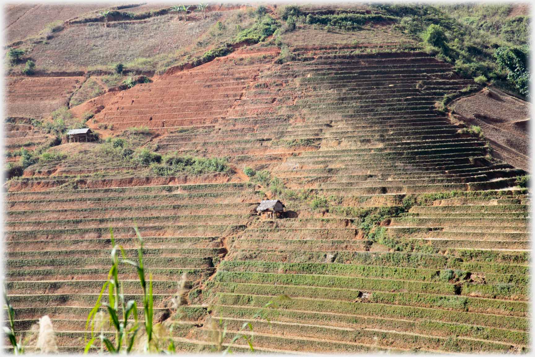 Hillside of terraces.