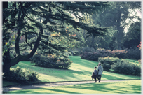 Two people walking under large evergreen tree.