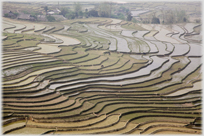 A wide landscape of shallow terraces with dots of horses.