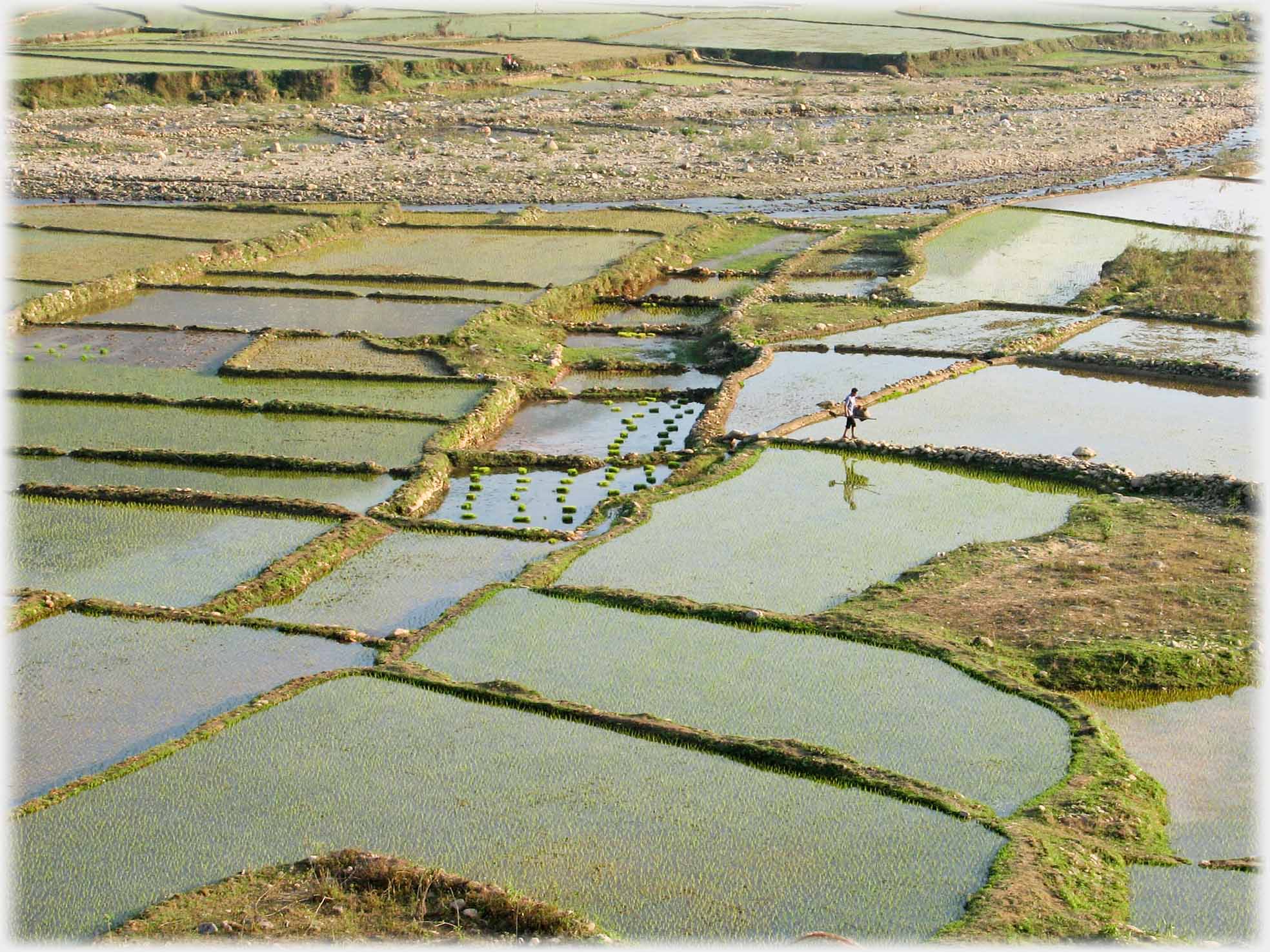 Man walking on dyke with reflection in water filled field.