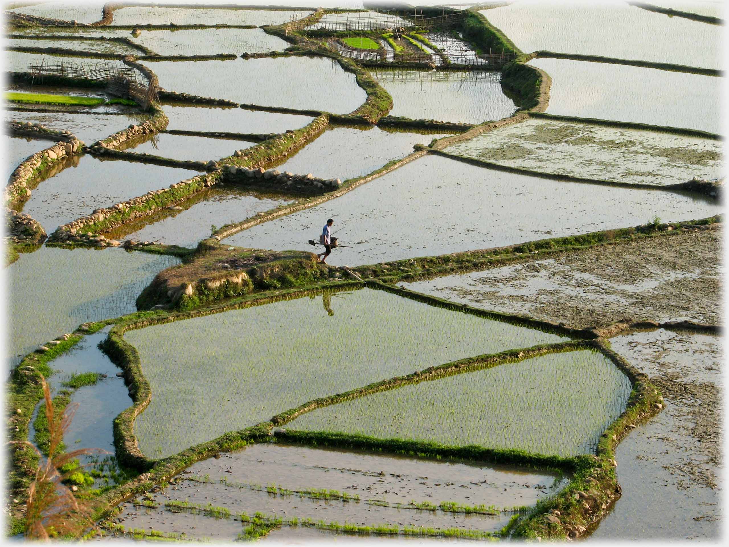 Man walking on dyke with reflection in water filled field.