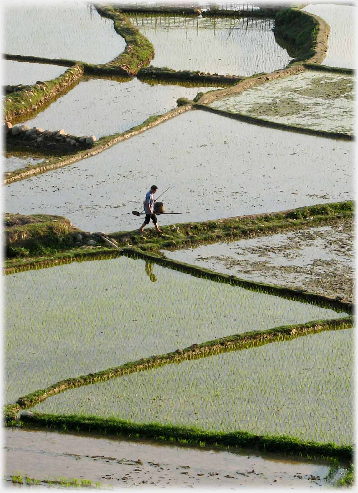Man walking on dyke with reflection in water filled field.