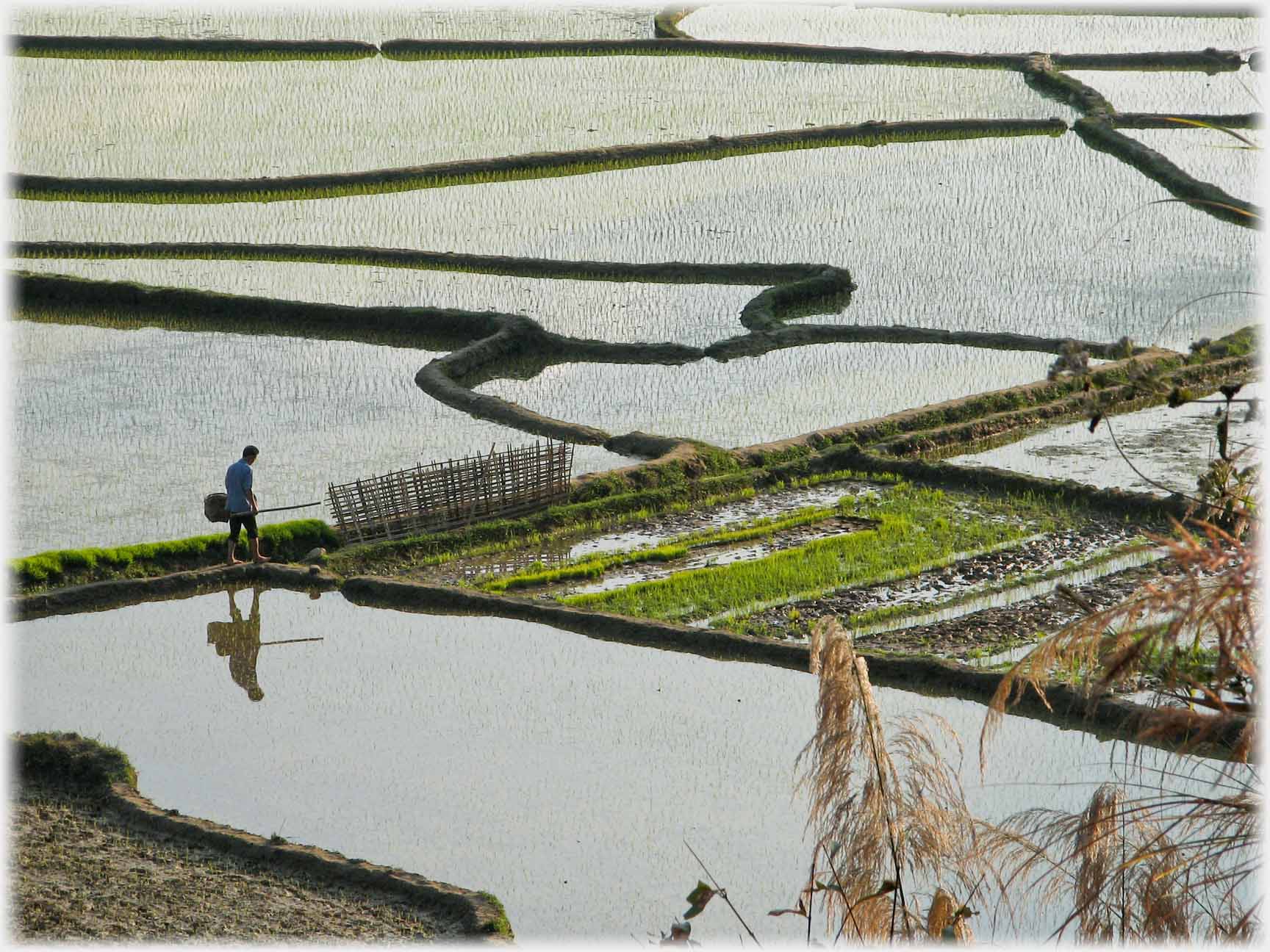 Man approaching area of seed beds.