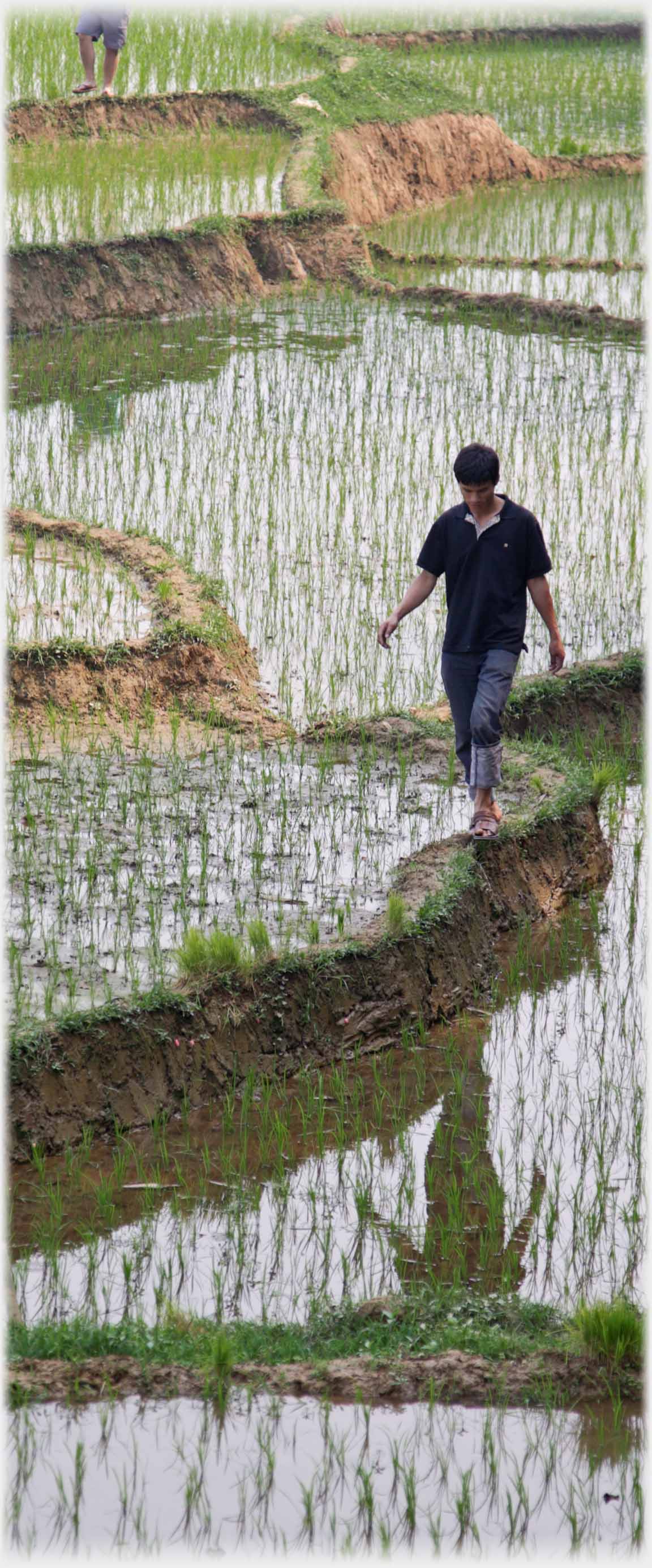 Vietnamese man walking on dyke, showing how narrow the path is.