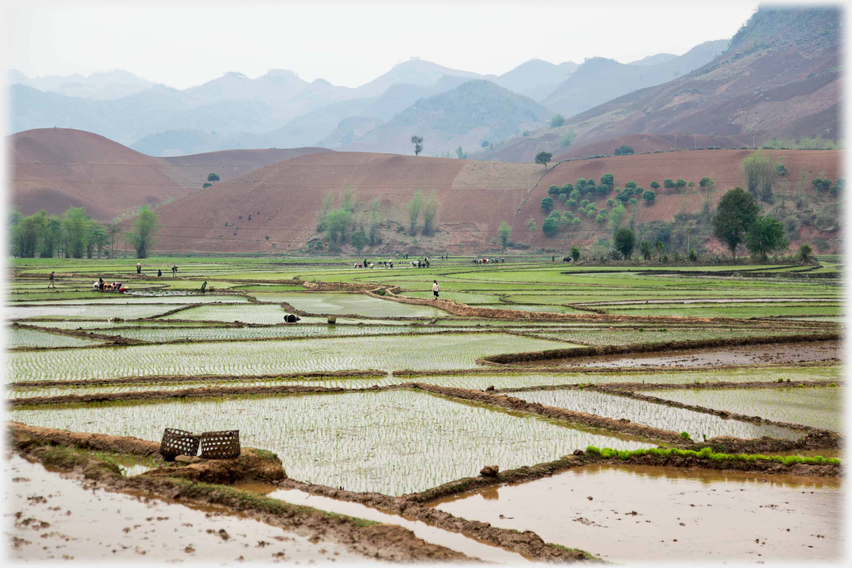 Broad flat paddy filled valley with many dozen field workers in the distance.