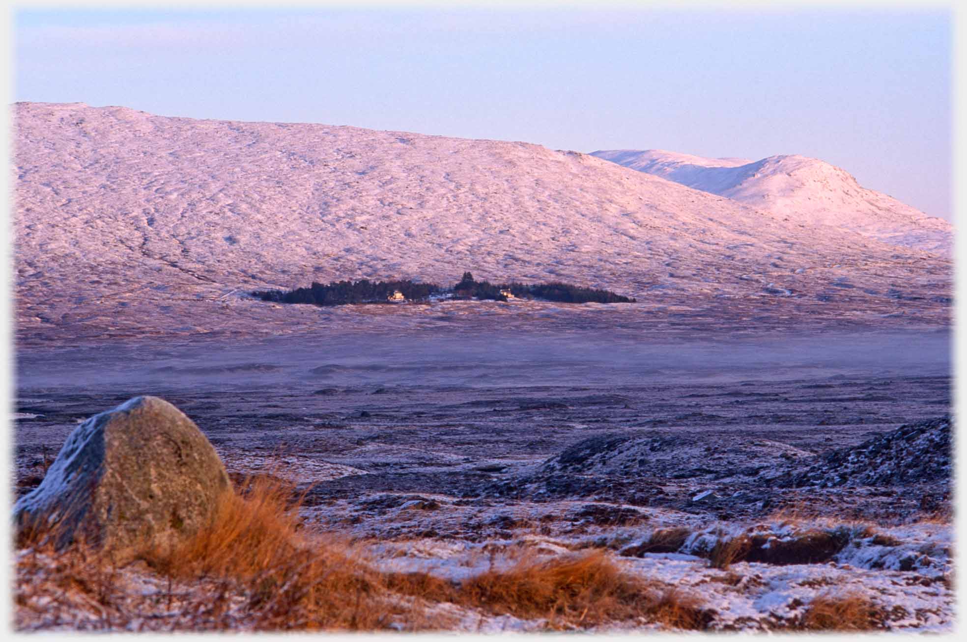 Black patch of trees against pink snwo covered hill.