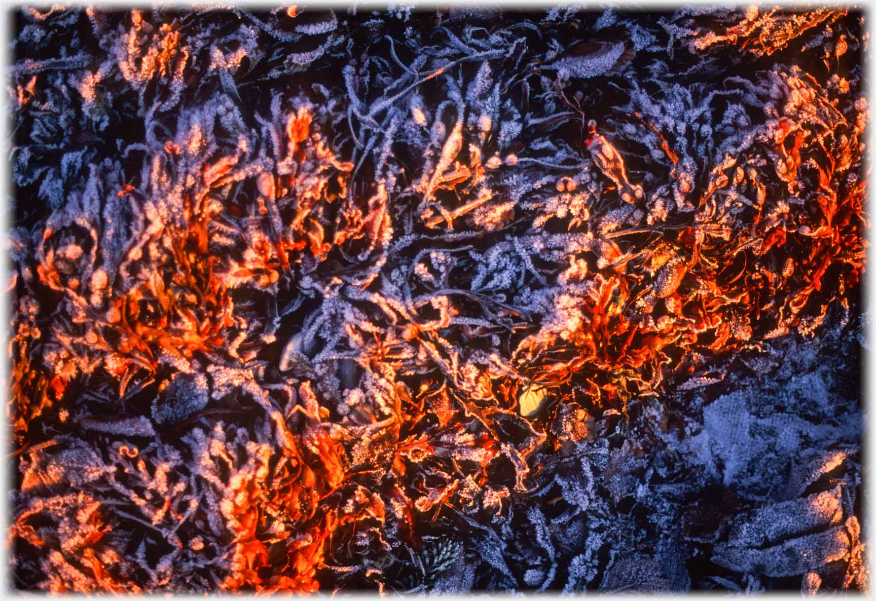 Close up of leaves with white frost edgings.