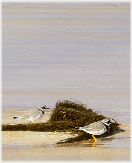 Pair of ringed plovers beside a bunch of seaweed.