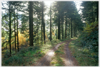 Track in woods with sun coming through.