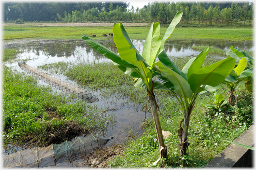 Fish cages and banana trees.