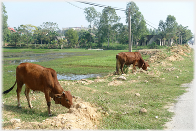 Cows by the road.