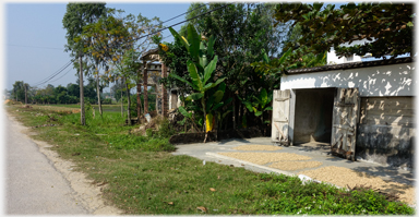 Manioc drying.