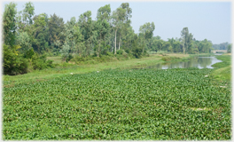 Marshlands planted with vegetables.