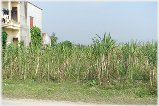 Sugar Cane