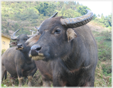 Buffalo head.