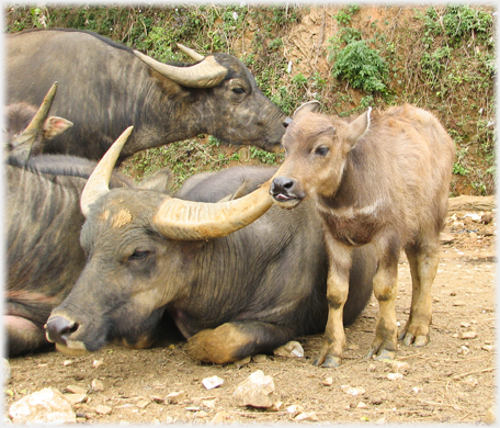 Buffalo and calf.