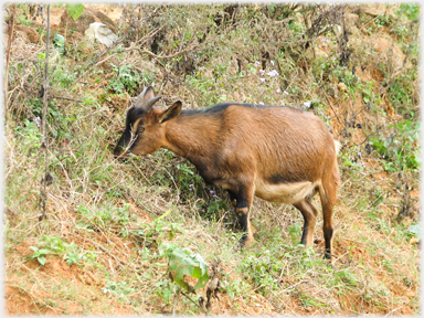 Goat grazing.