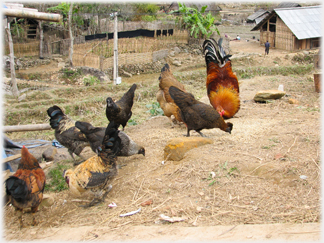 Hens and compound.