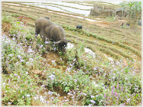 Pigs rooting.