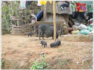 Sow and piglets.
