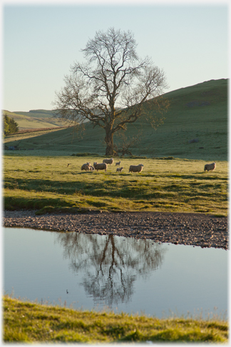 Morning at a bend of the Esk